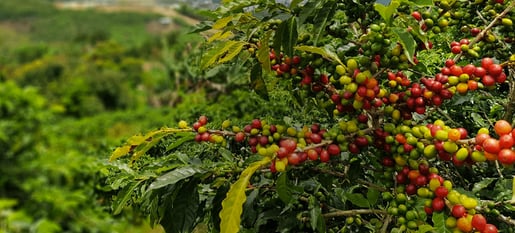 senseo om senseo kaffevekst og hosting